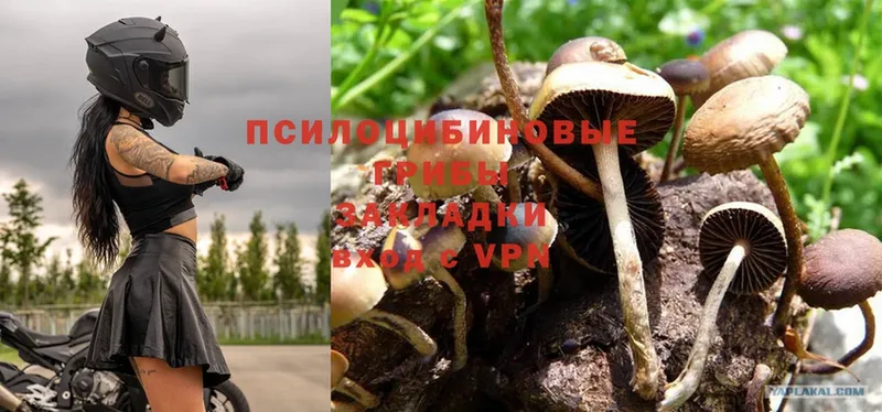 hydra зеркало  Воскресенск  Псилоцибиновые грибы Psilocybe 